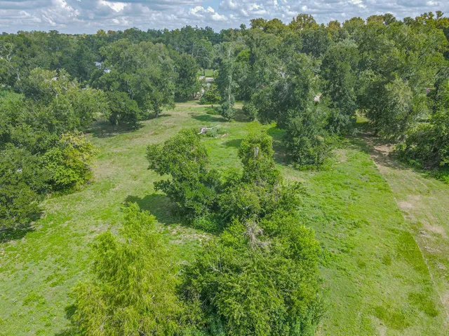 a view of a lush green forest