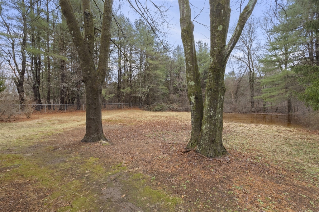 283 Orchard Street Millis, MA 02054 - Photo 34 of 41 a view of a tree in the middle of a yard