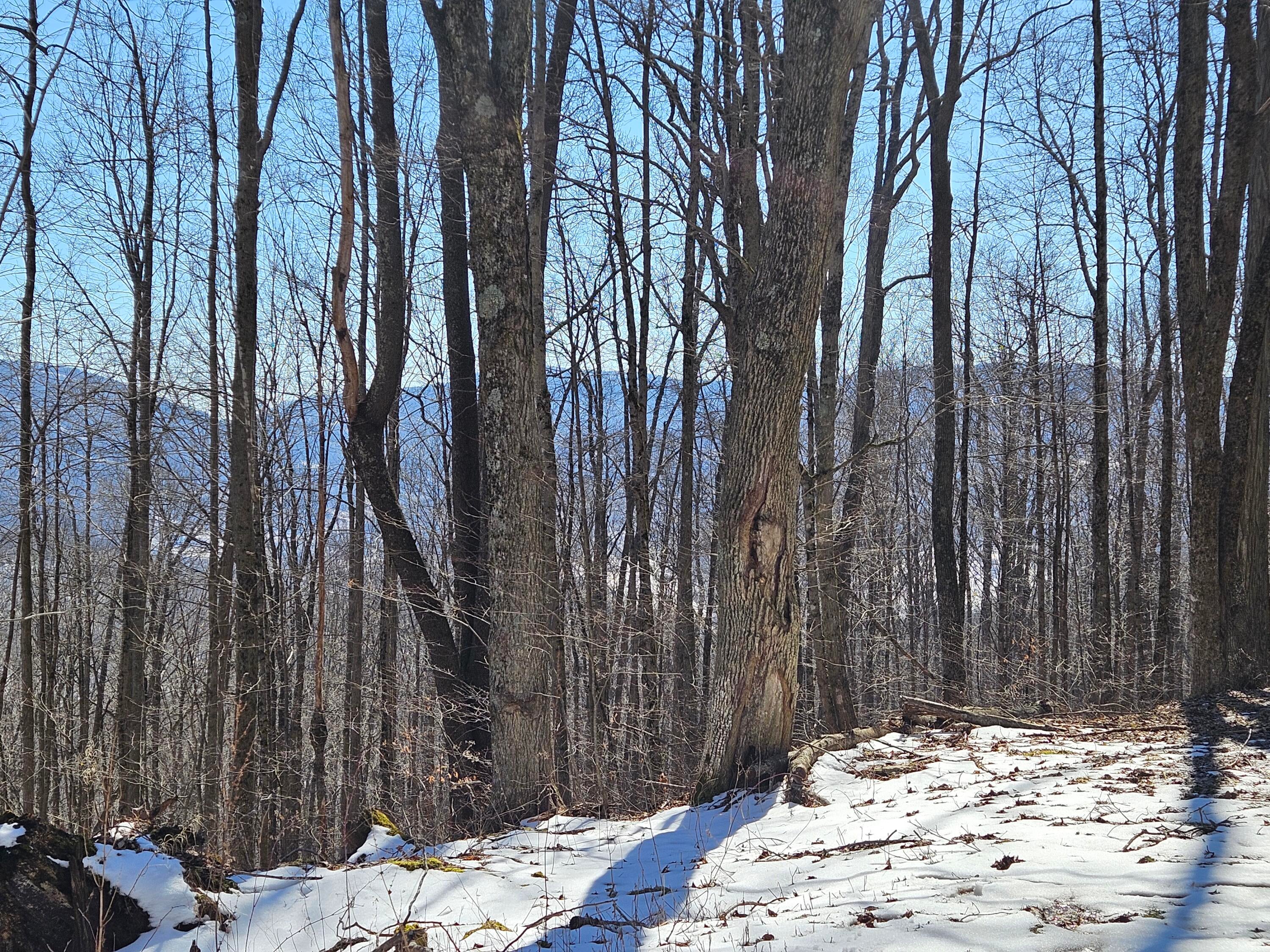Lot 8 Upper Cherry Grove Road Slatyfork, WV 26291 - Photo 17 of 22 Gallery Image 17