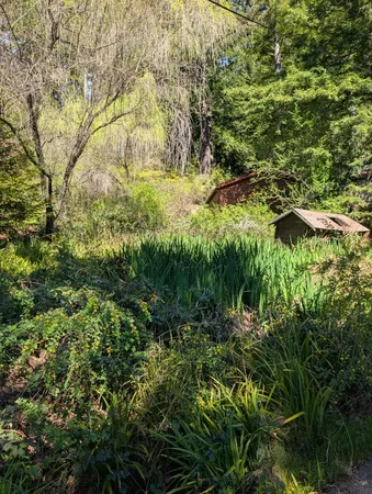 a backyard of a house with lots of trees