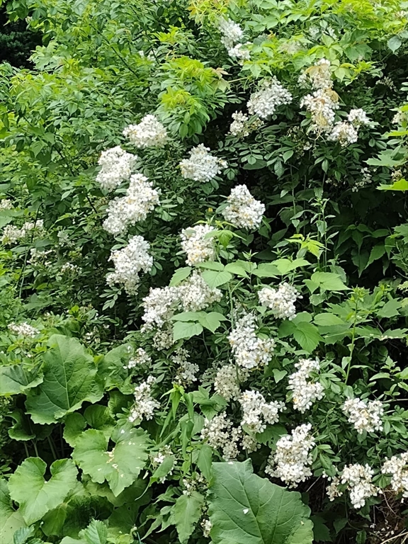 150 Webster Avenue, Unit 3 Chelsea, MA 02150 - Photo 11 of 36