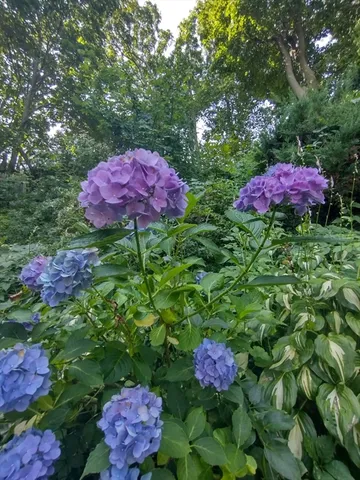 $485,000 | 150 Webster Avenue, Unit 3, Chelsea, MA 02150