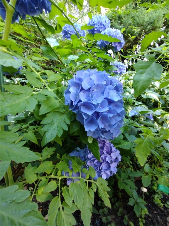 150 Webster Avenue, Unit 3 Chelsea, MA 02150 - Photo 31 of 36 a bunch of flowers