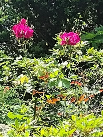 $485,000 | 150 Webster Avenue, Unit 3, Chelsea, MA 02150