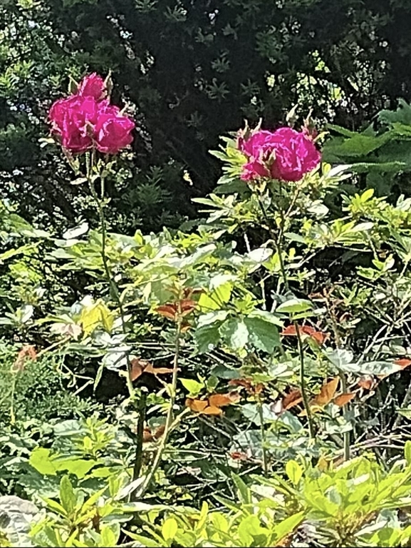 150 Webster Avenue, Unit 3 Chelsea, MA 02150 - Photo 36 of 36 a view of a flower
