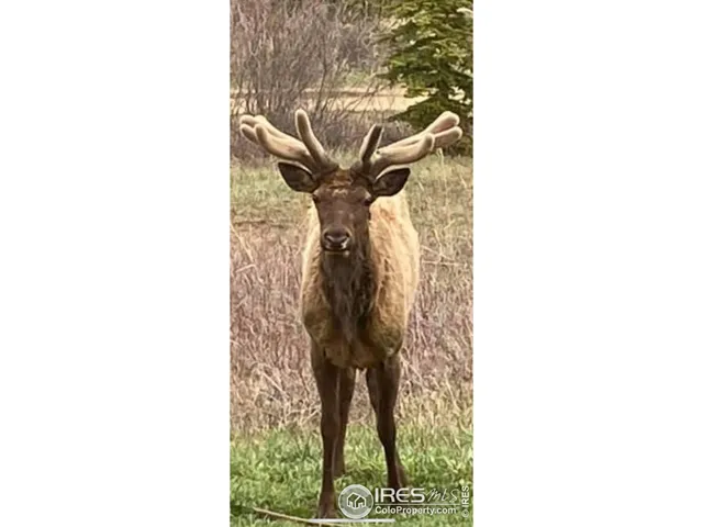 $849,900 | 188 Ponderosa Way, Nederland, CO 80466