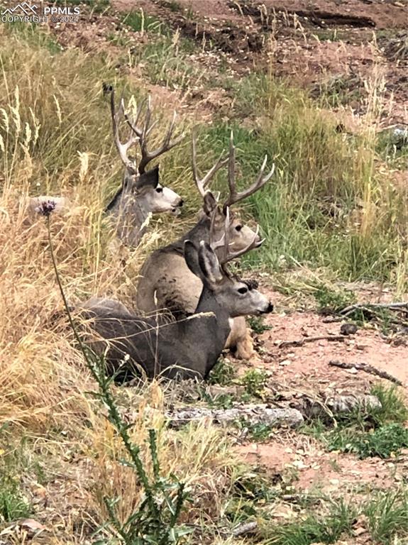 361 Willow Road Divide, CO 80814 - Photo 27 of 28 a backyard of a house with a large tree