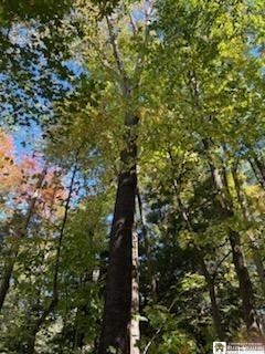 2552 Butts Road North Harmony, NY 14710 - Photo 3 of 6