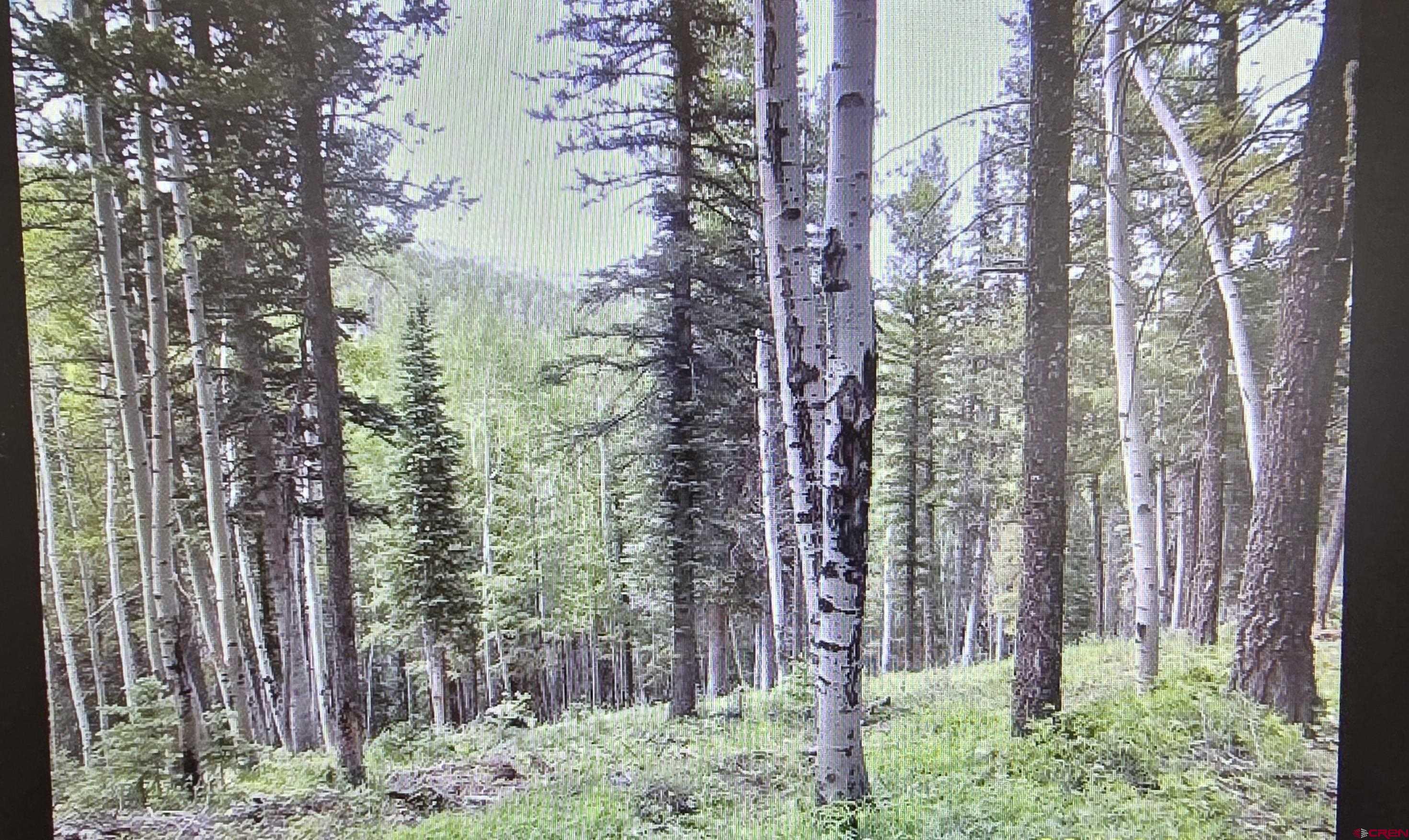 425 Rim Road Cimarron, CO 81220 - Photo 2 of 7 a backyard of a house with lots of green space