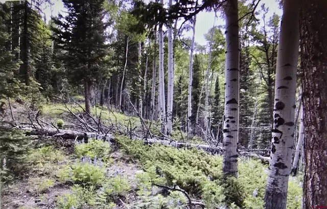 $78,000 | 425 Rim Road, Cimarron, CO 81220