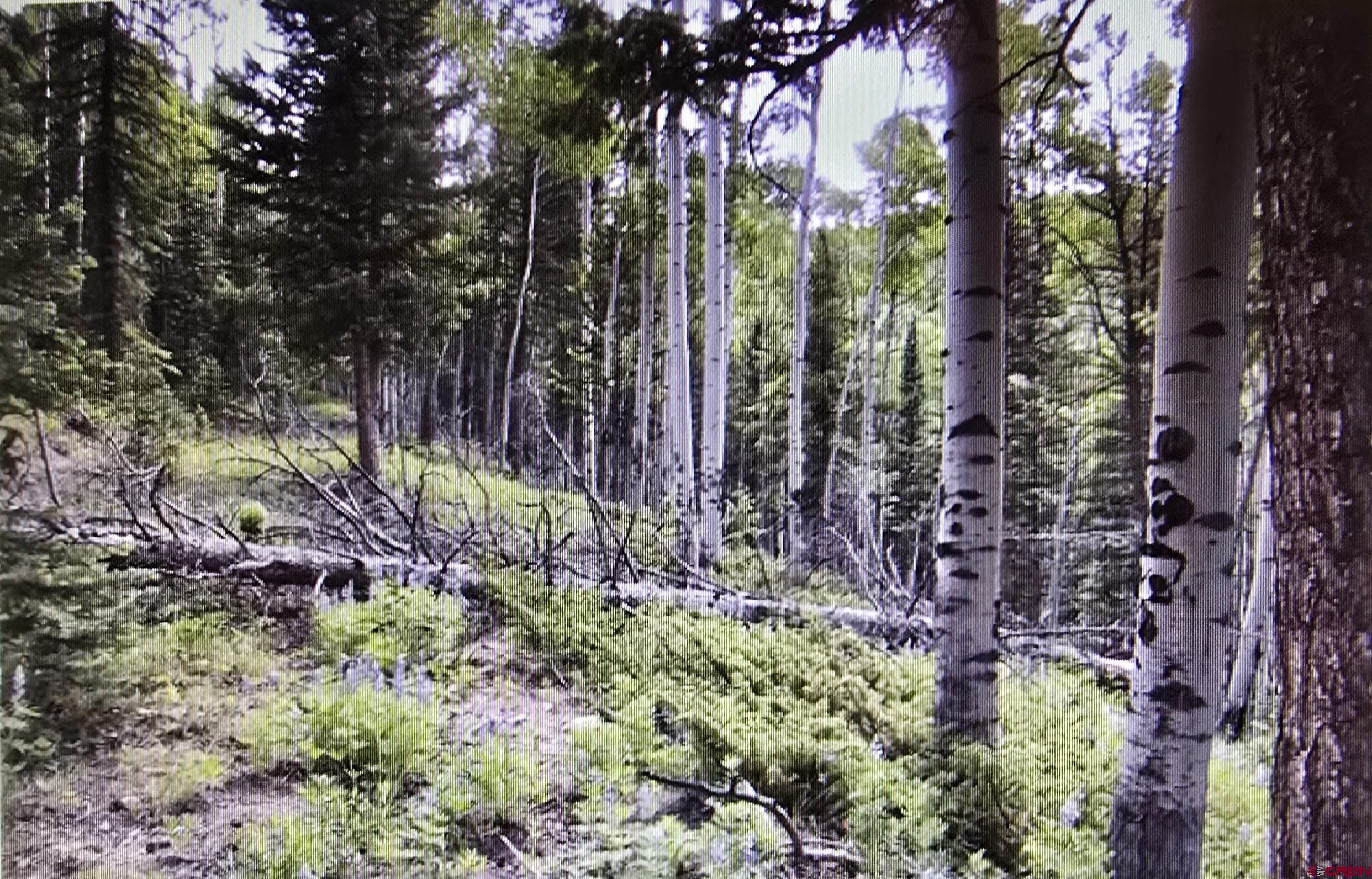 425 Rim Road Cimarron, CO 81220 - Photo 6 of 7 a view of a yard with large trees