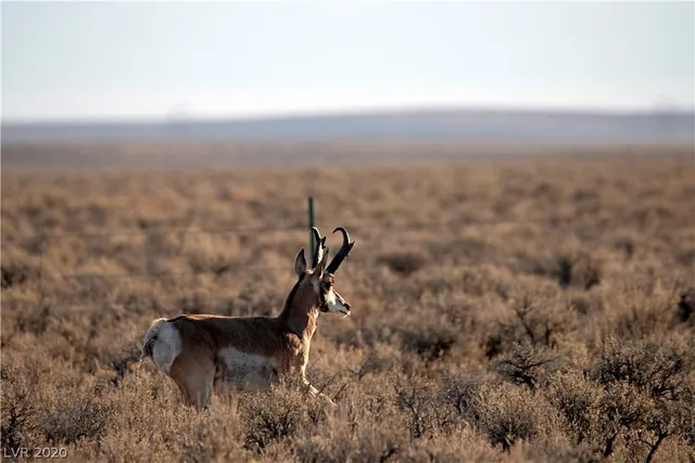 $1,000,000 | Duck Creek, Ely, NV 89301