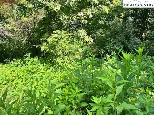 a view of a lush green forest