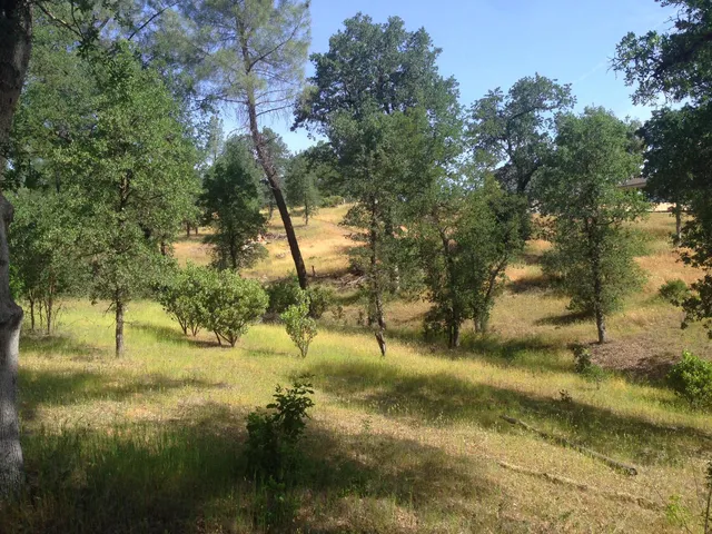 a view of a forest filled with trees
