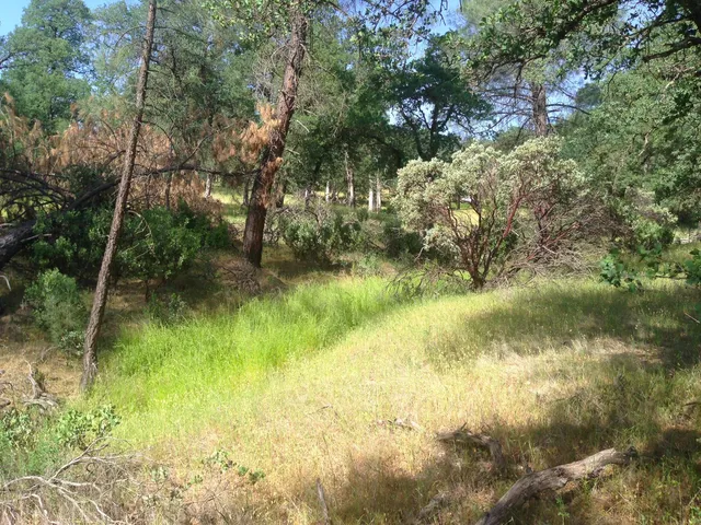 a view of a lake with a tree