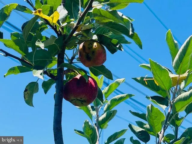 $450,000 | 343 North Beaumont Avenue, Baltimore, MD 21228