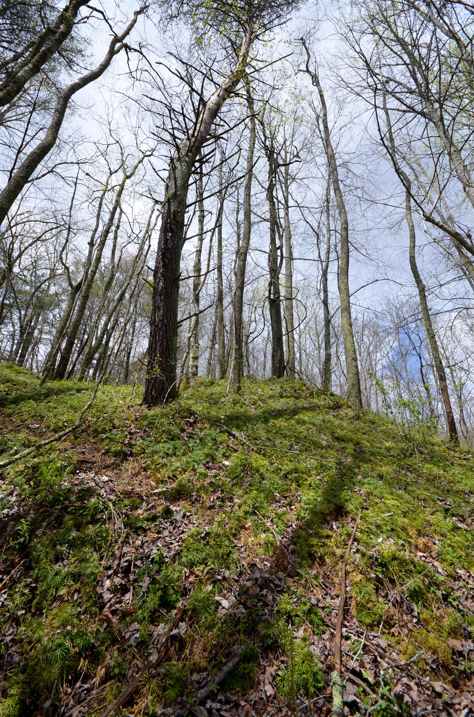 0 B B Mine Road Tracy City, TN 37387 - Photo 14 of 27 Gallery Image 14