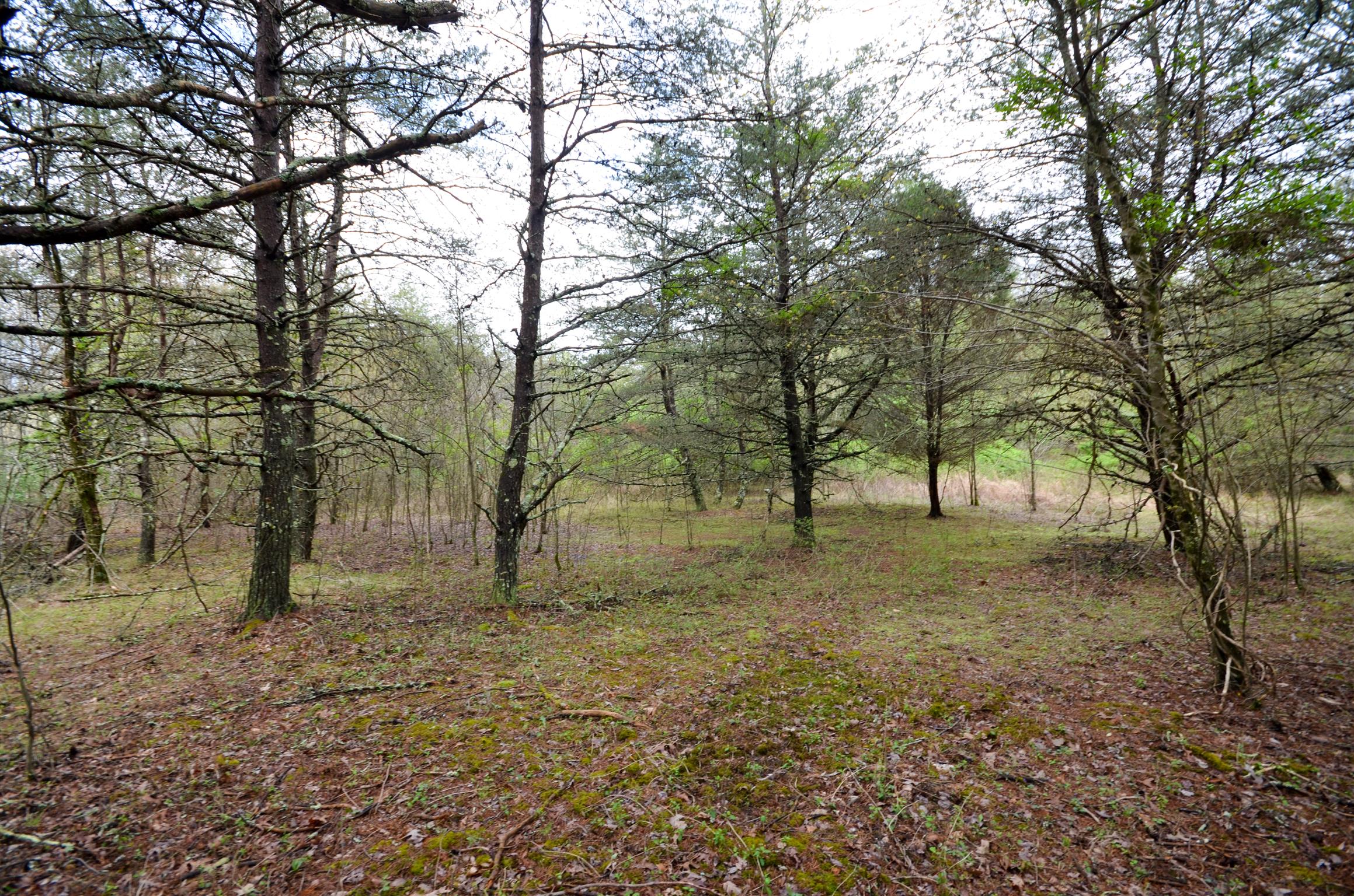 0 B B Mine Road Tracy City, TN 37387 - Photo 21 of 27 Gallery Image 21