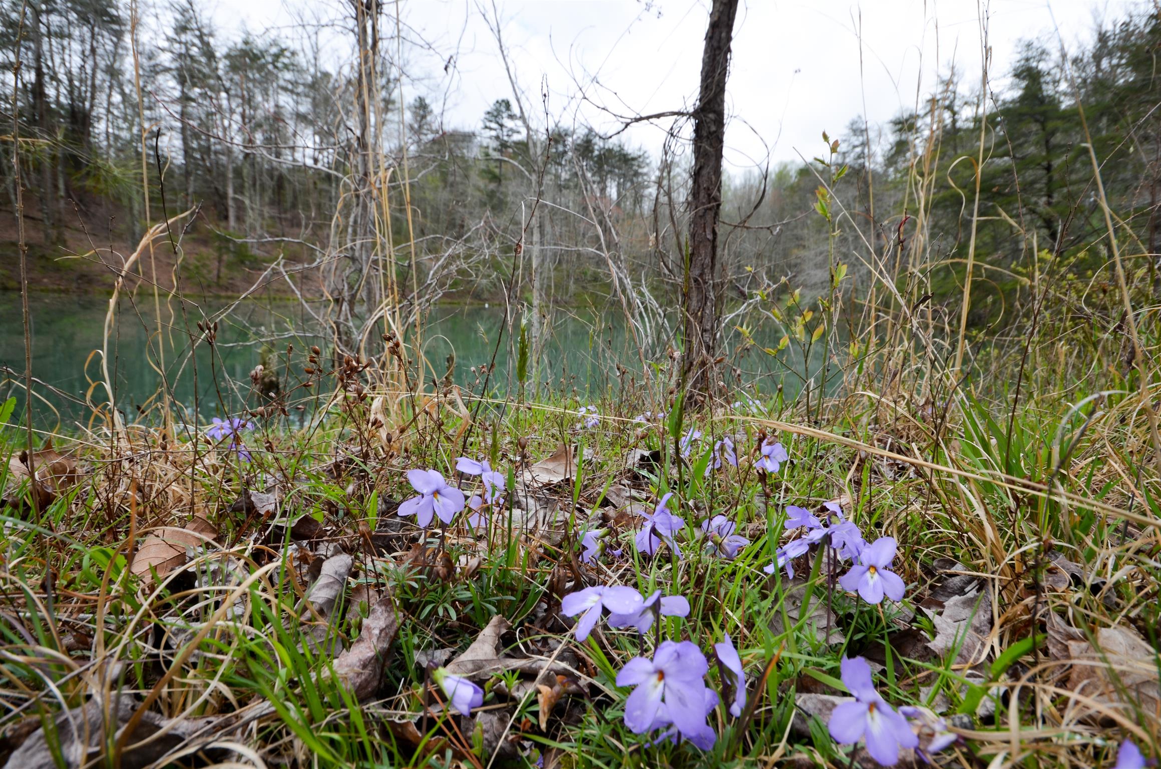0 B B Mine Road Tracy City, TN 37387 - Photo 6 of 27 Gallery Image 6