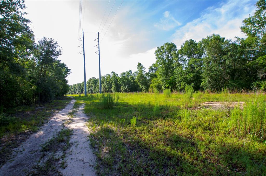 18233 185th Road Live Oak, FL 32060 - Photo 67 of 99 a view of a garden with a tree