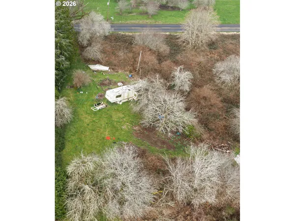 a close up of a plant in a garden