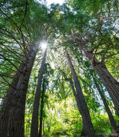 $4,207,000 | 385 Old La Honda Road, Woodside, CA 94062