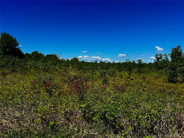 a view of a tree with a street