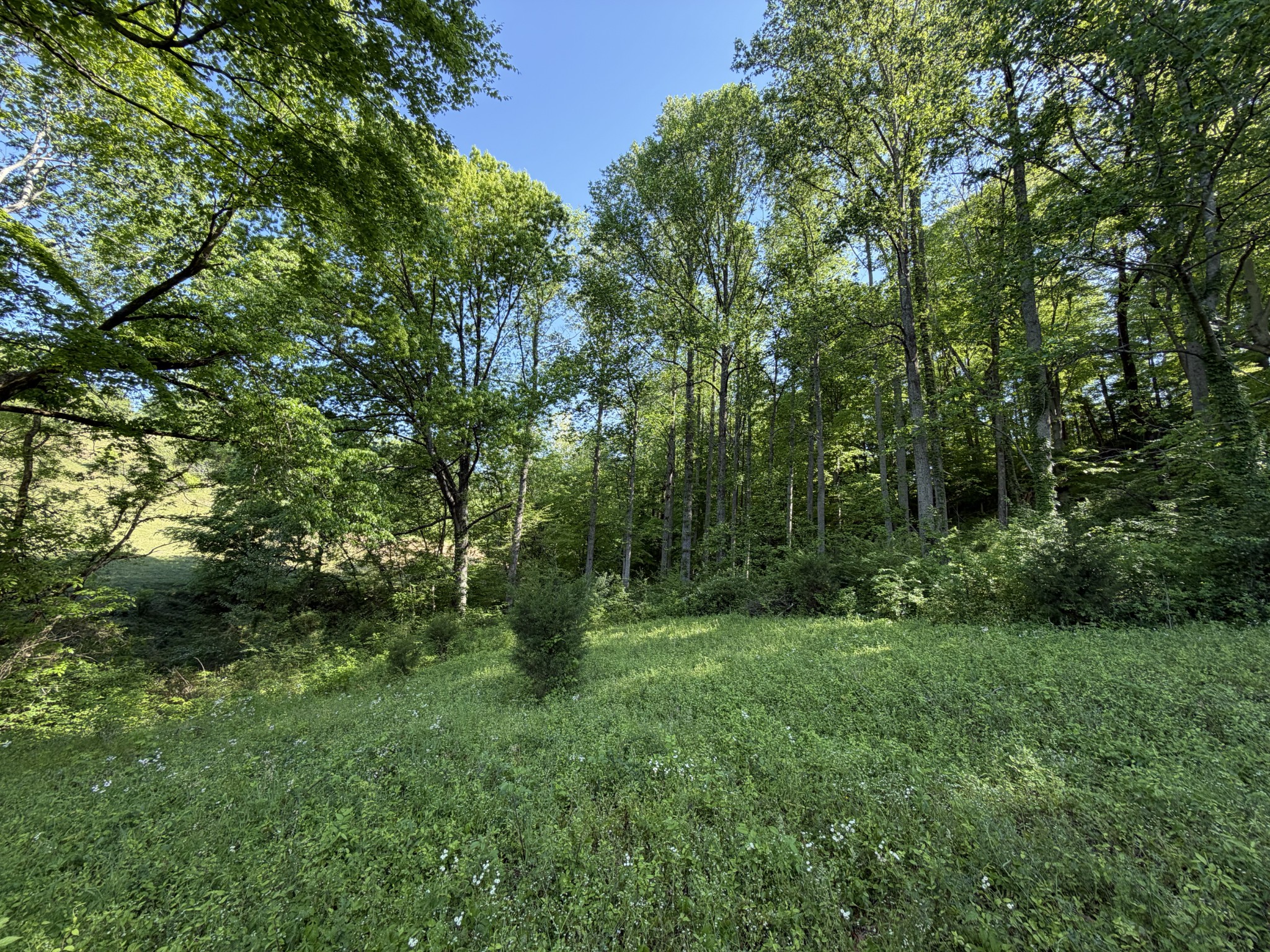 0 Steam Mill Hollow Road Williamsport, TN 38487 - Photo 11 of 23 Gallery Image 11