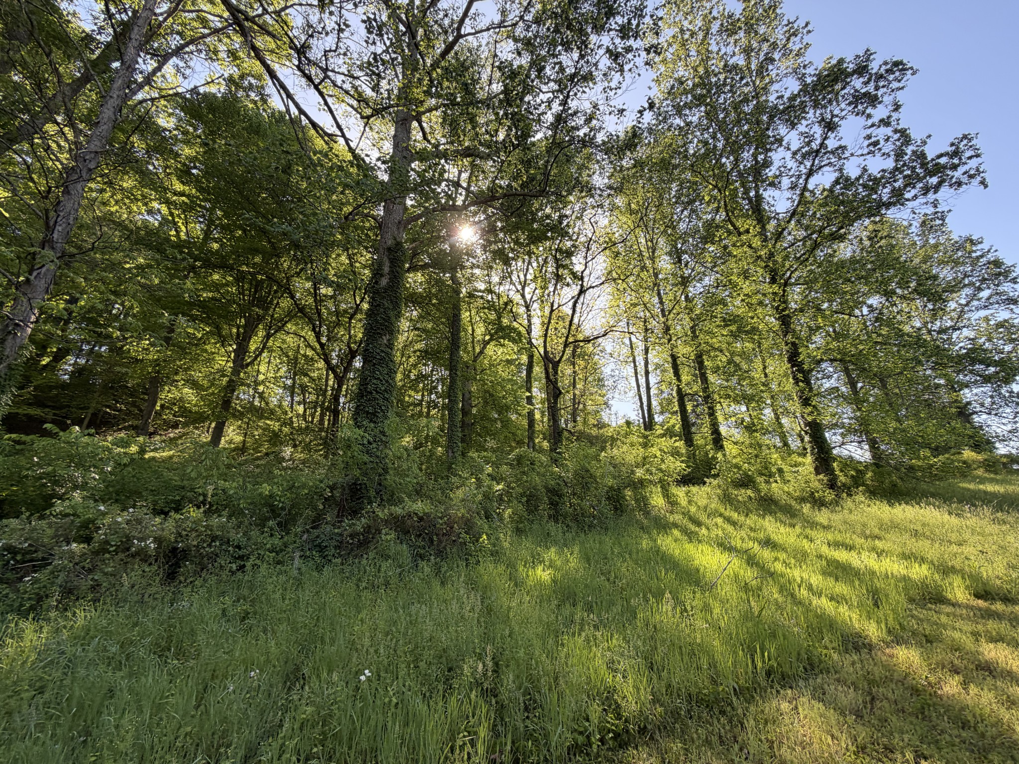 0 Steam Mill Hollow Road Williamsport, TN 38487 - Photo 15 of 23 Gallery Image 15