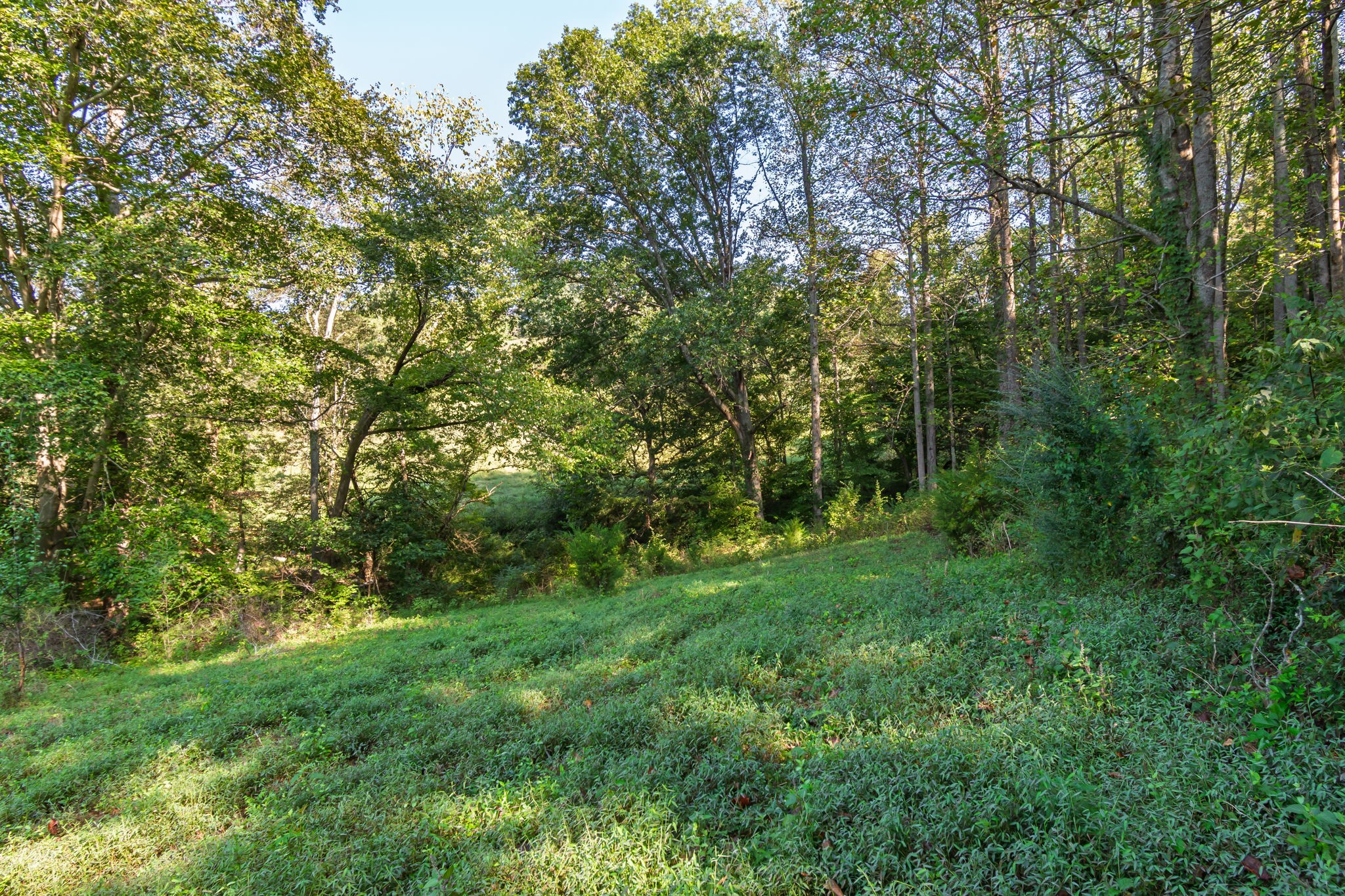 0 Steam Mill Hollow Road Williamsport, TN 38487 - Photo 18 of 23 Gallery Image 18