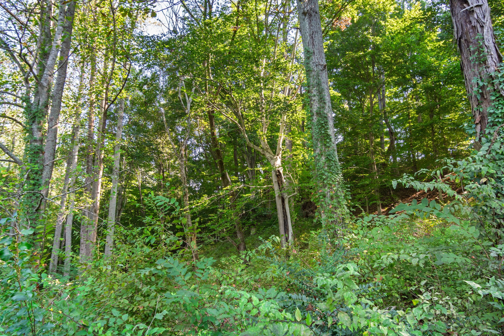 0 Steam Mill Hollow Road Williamsport, TN 38487 - Photo 20 of 23 Gallery Image 20