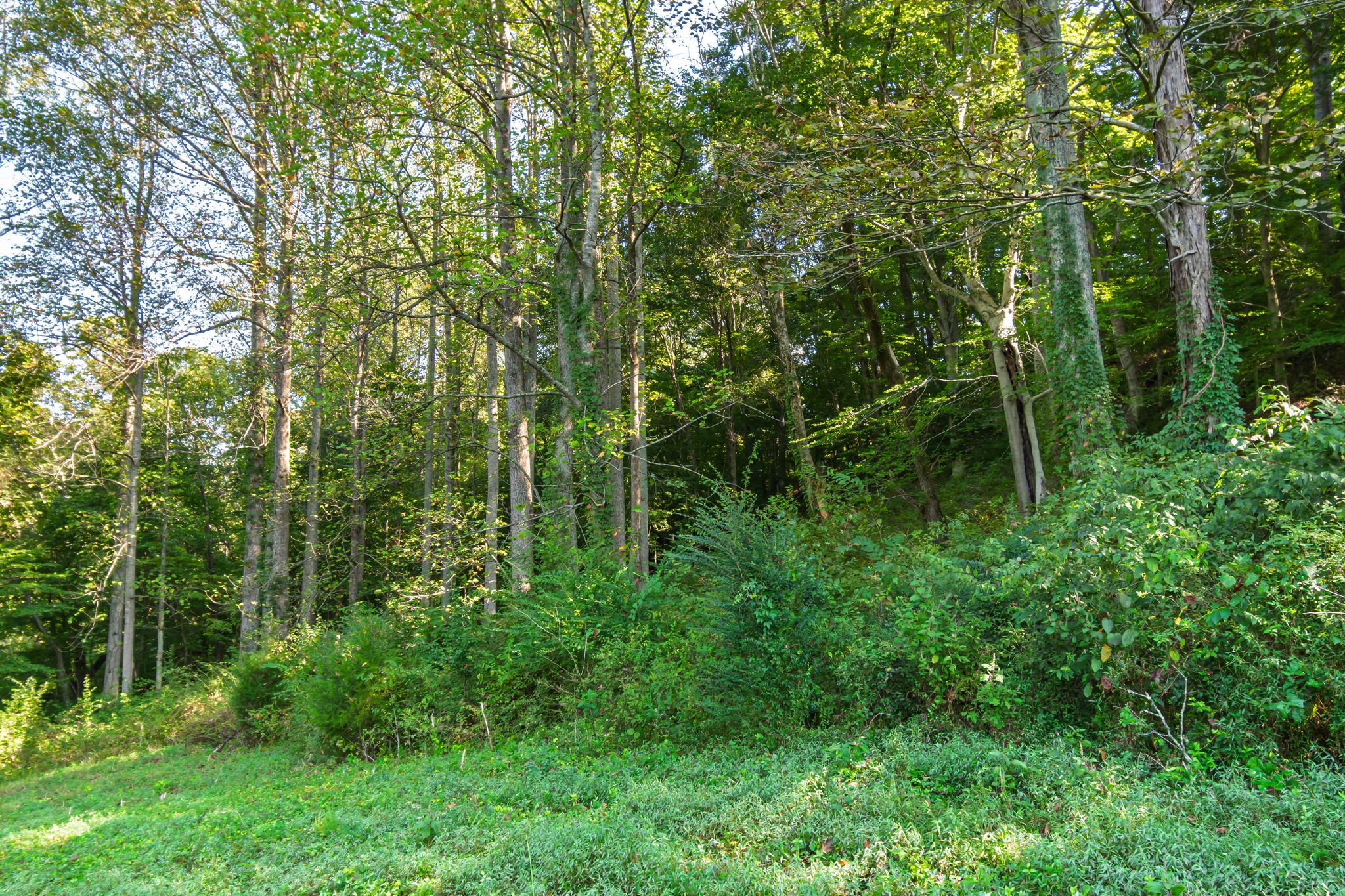0 Steam Mill Hollow Road Williamsport, TN 38487 - Photo 21 of 23 Gallery Image 21