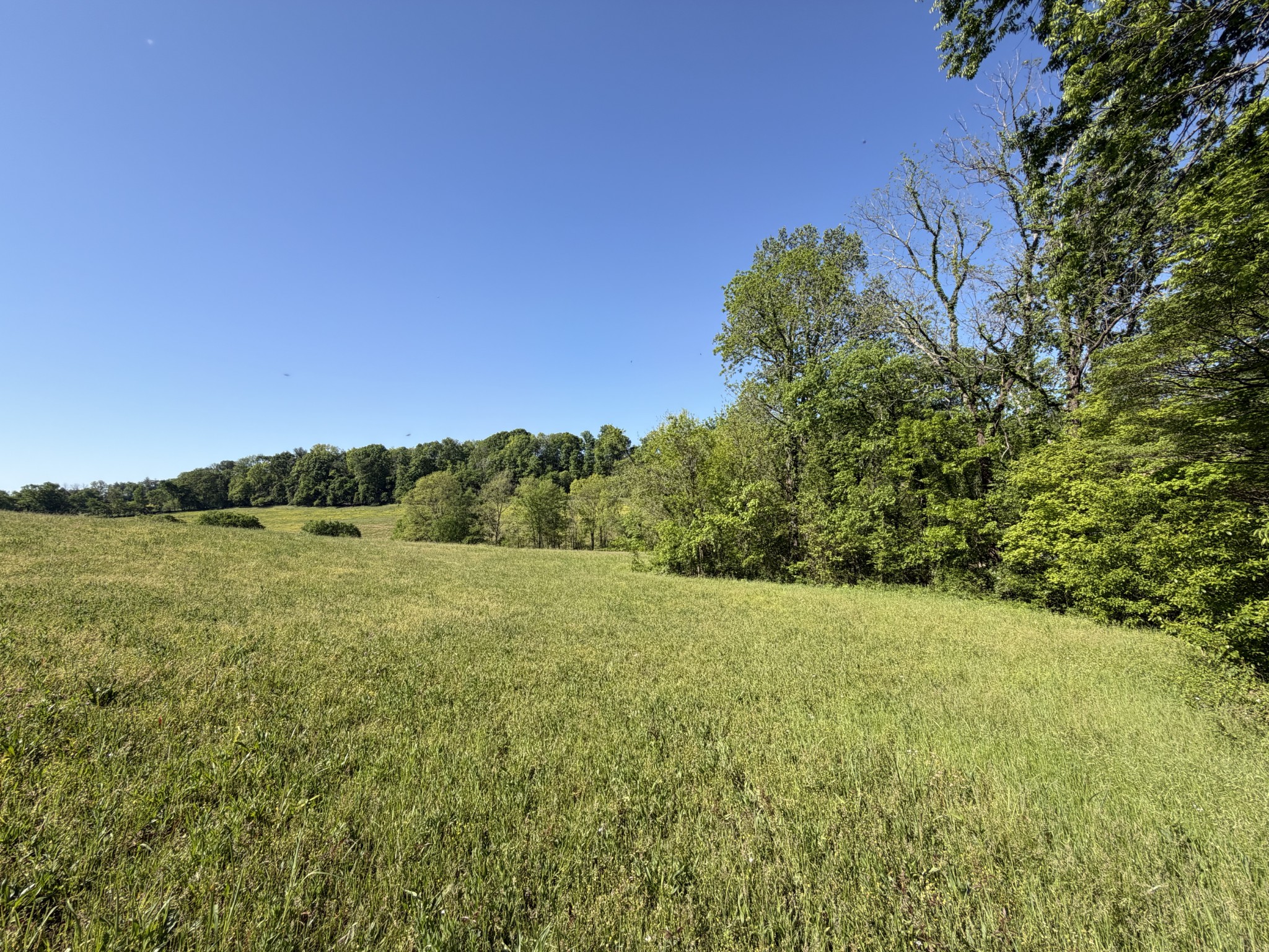 0 Steam Mill Hollow Road Williamsport, TN 38487 - Photo 3 of 23 Gallery Image 3