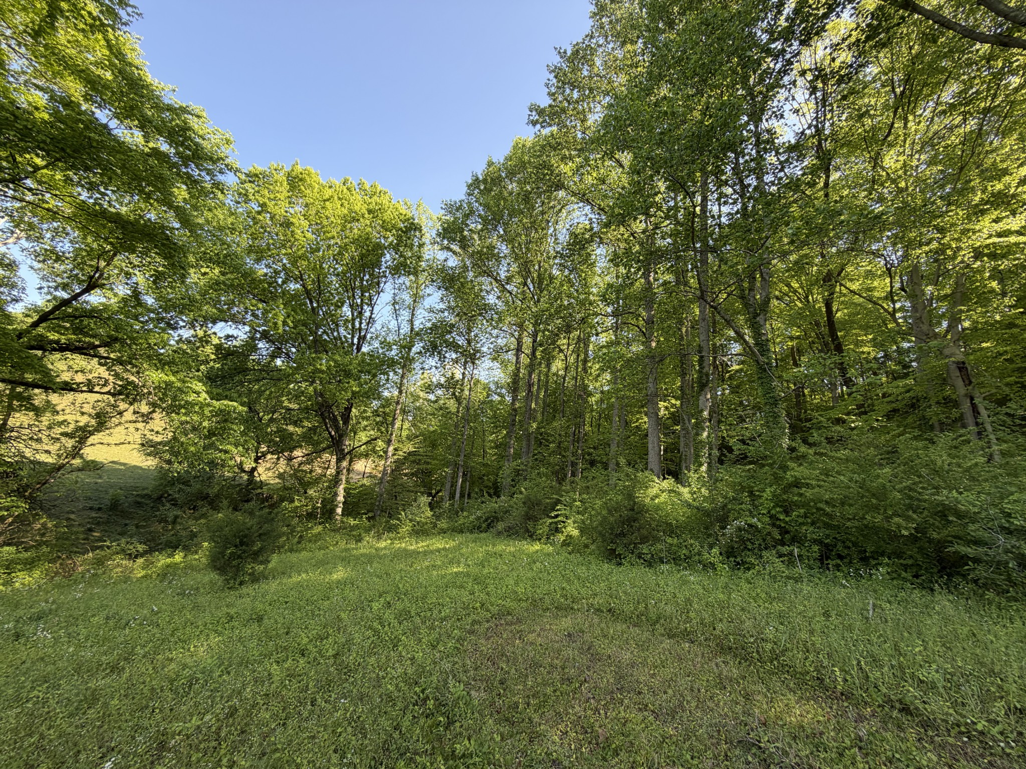 0 Steam Mill Hollow Road Williamsport, TN 38487 - Photo 8 of 23 Gallery Image 8