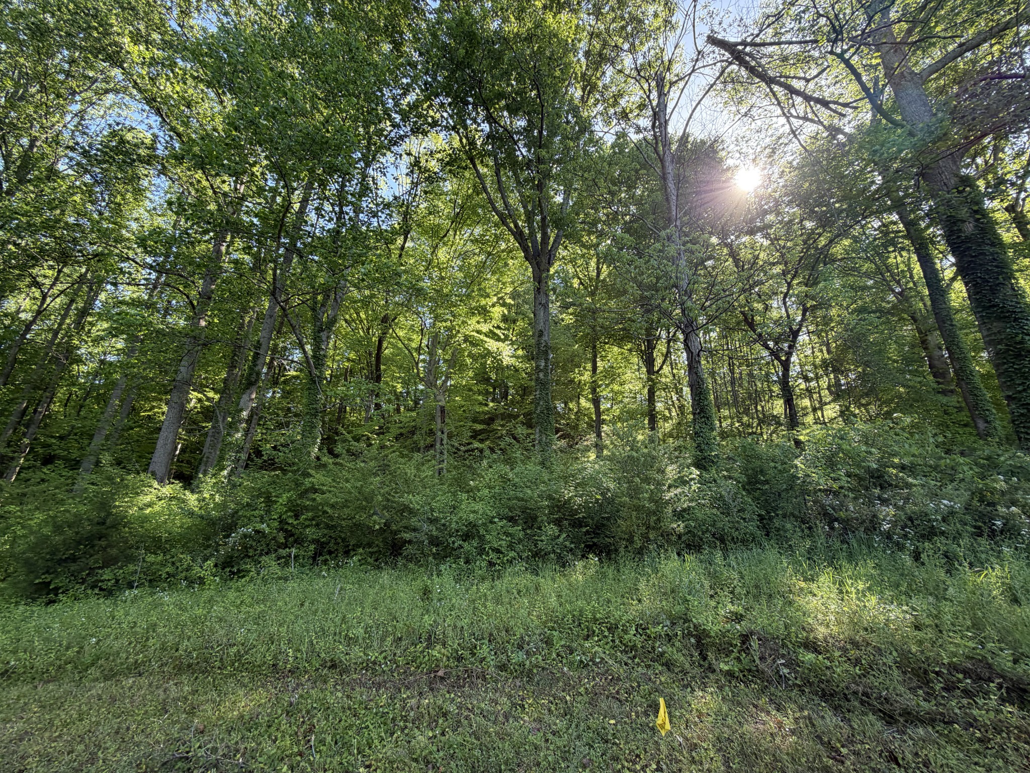 0 Steam Mill Hollow Road Williamsport, TN 38487 - Photo 10 of 23 Gallery Image 10