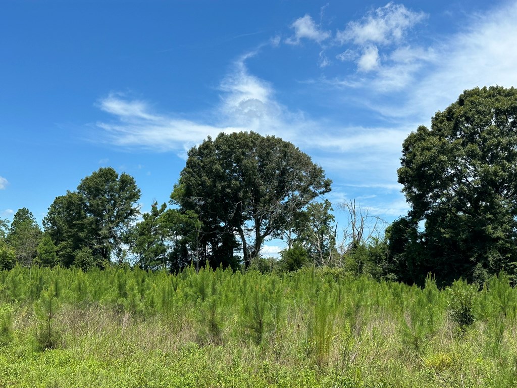 250 Adams Mill Road Clayton, AL 36016 - Photo 30 of 74