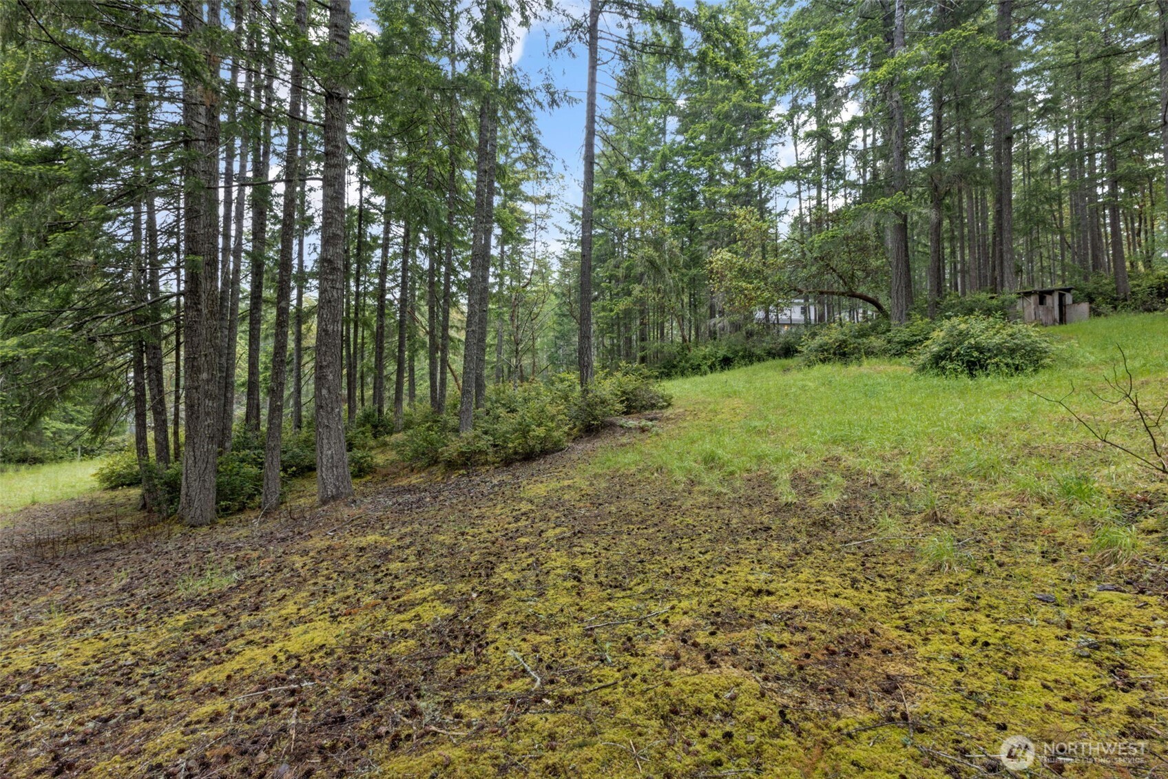 100 East Twanoh Heights Road South Belfair, WA 98528 - Photo 32 of 40 a view of a yard with large trees