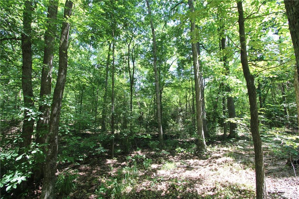 3580 Upper White Store Road Peachland, NC 28133 - Photo 6 of 15 a view of a forest filled with trees