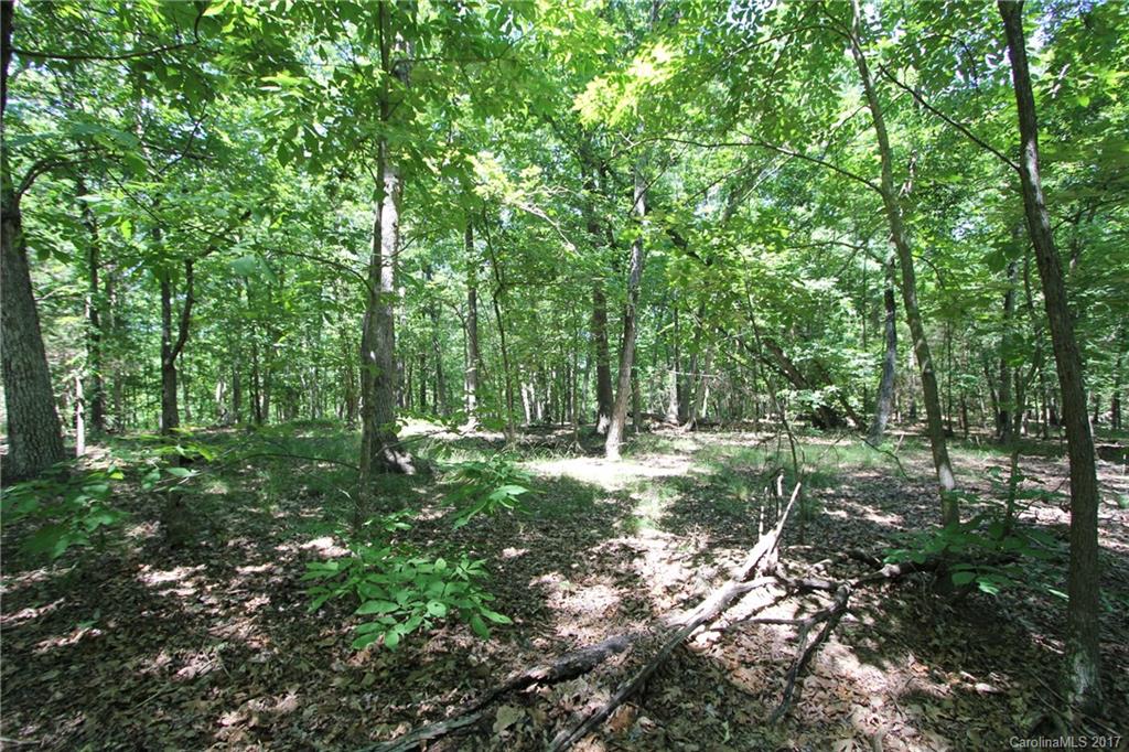 3580 Upper White Store Road Peachland, NC 28133 - Photo 8 of 15 a view of a tree in a yard