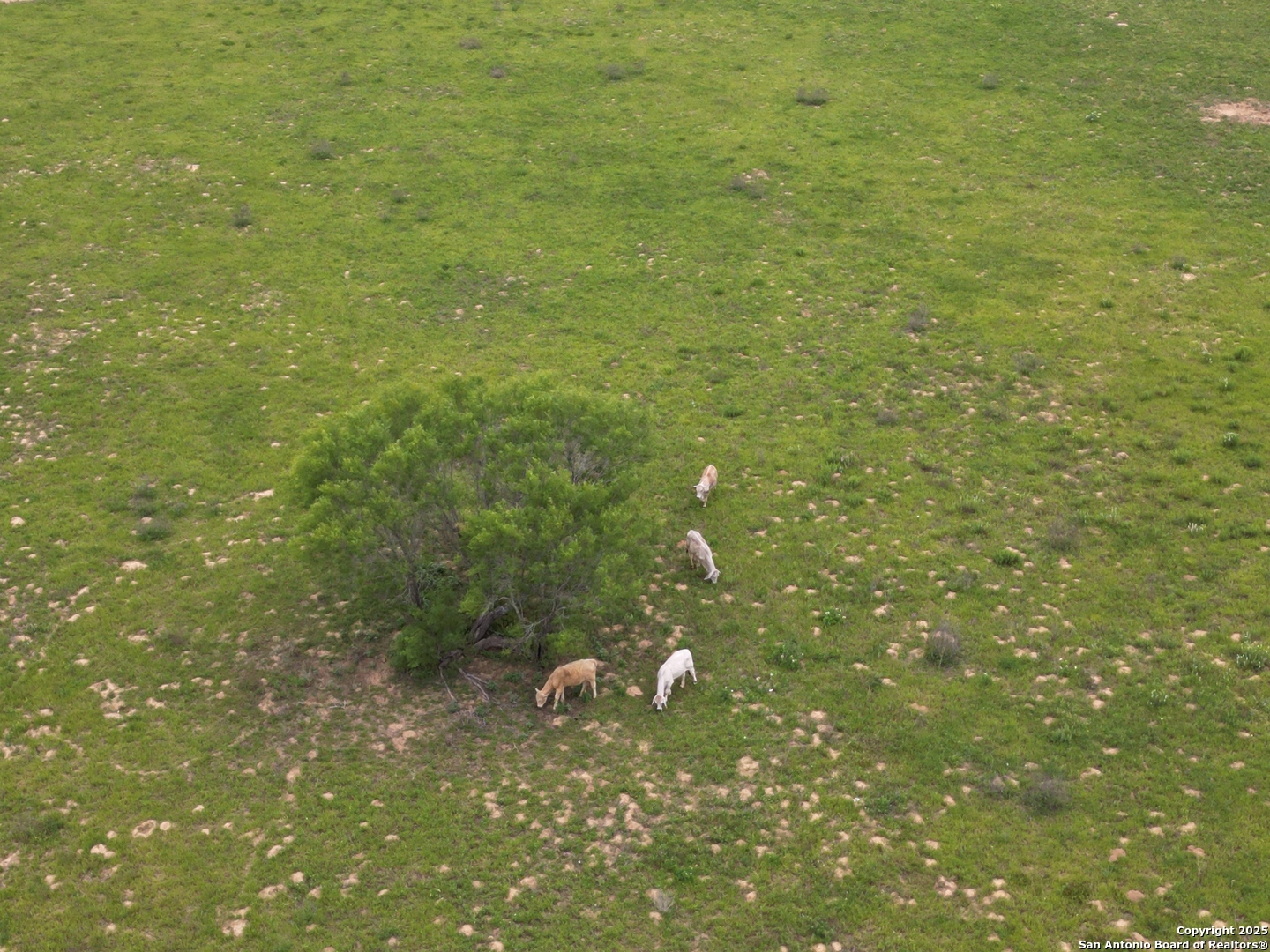 970 Newman Road Poteet, TX 78065 - Photo 30 of 30 a view of a tree with an outdoor space