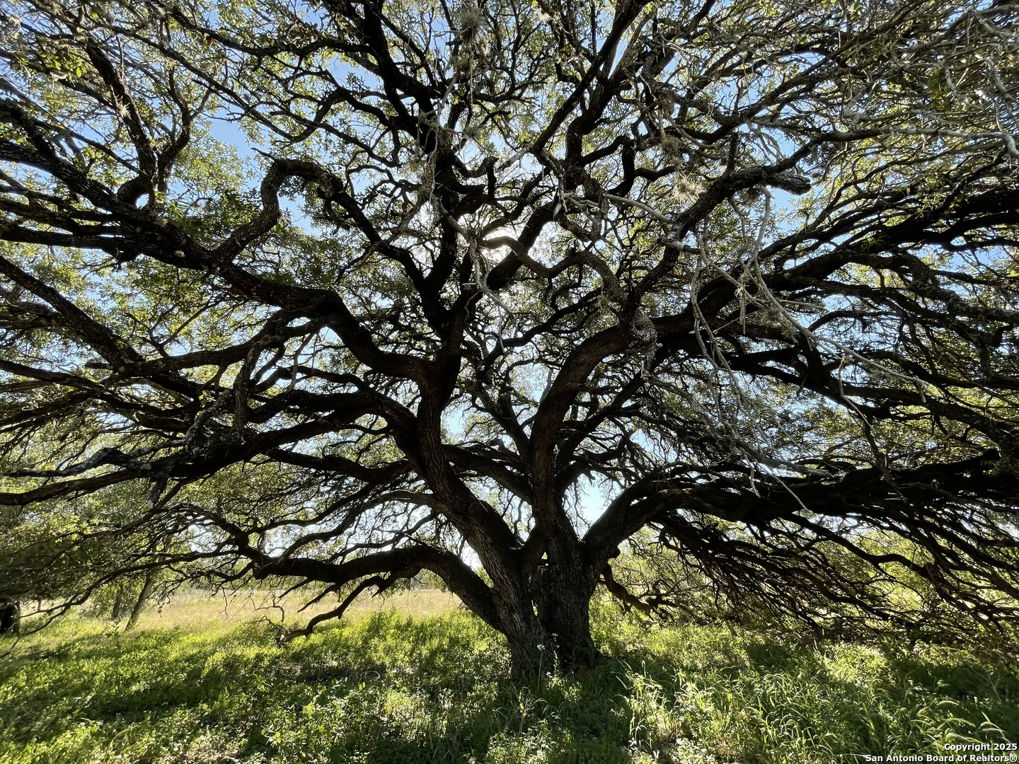 970 Newman Road Poteet, TX 78065 - Photo 3 of 30 a view of tree