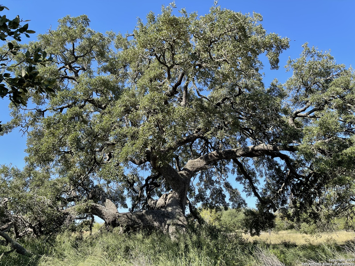 970 Newman Road Poteet, TX 78065 - Photo 6 of 30 a view of a tree
