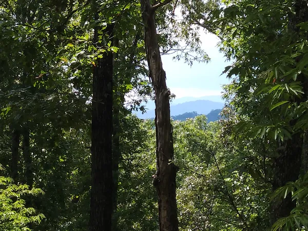 $3,900 | 101 Hothouse Drive, Mineral Bluff, GA 30559