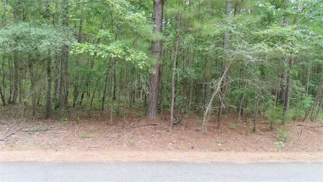 a view of a forest with trees in the background