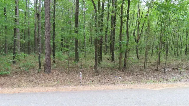 a view of a forest with trees in the background