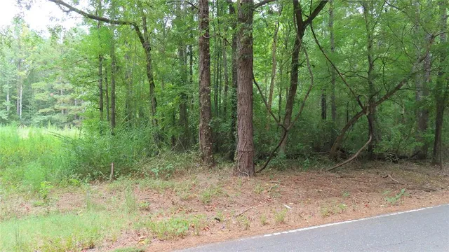 a view of a forest with trees in the background