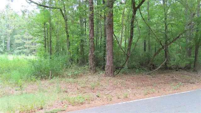 a view of a forest with trees in the background