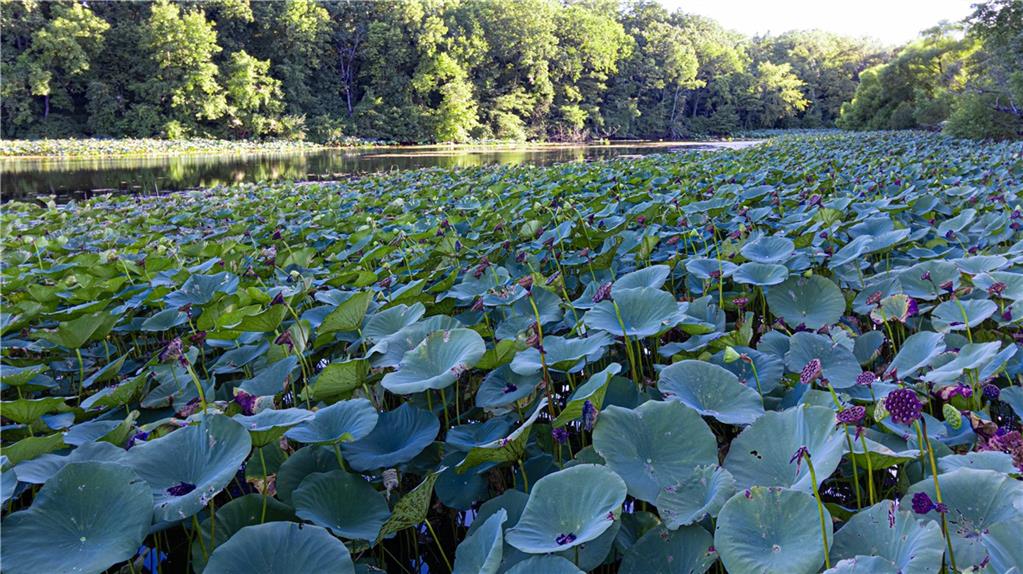 144 Southeast 250th Road Warrensburg, MO 64093 - Photo 46 of 51