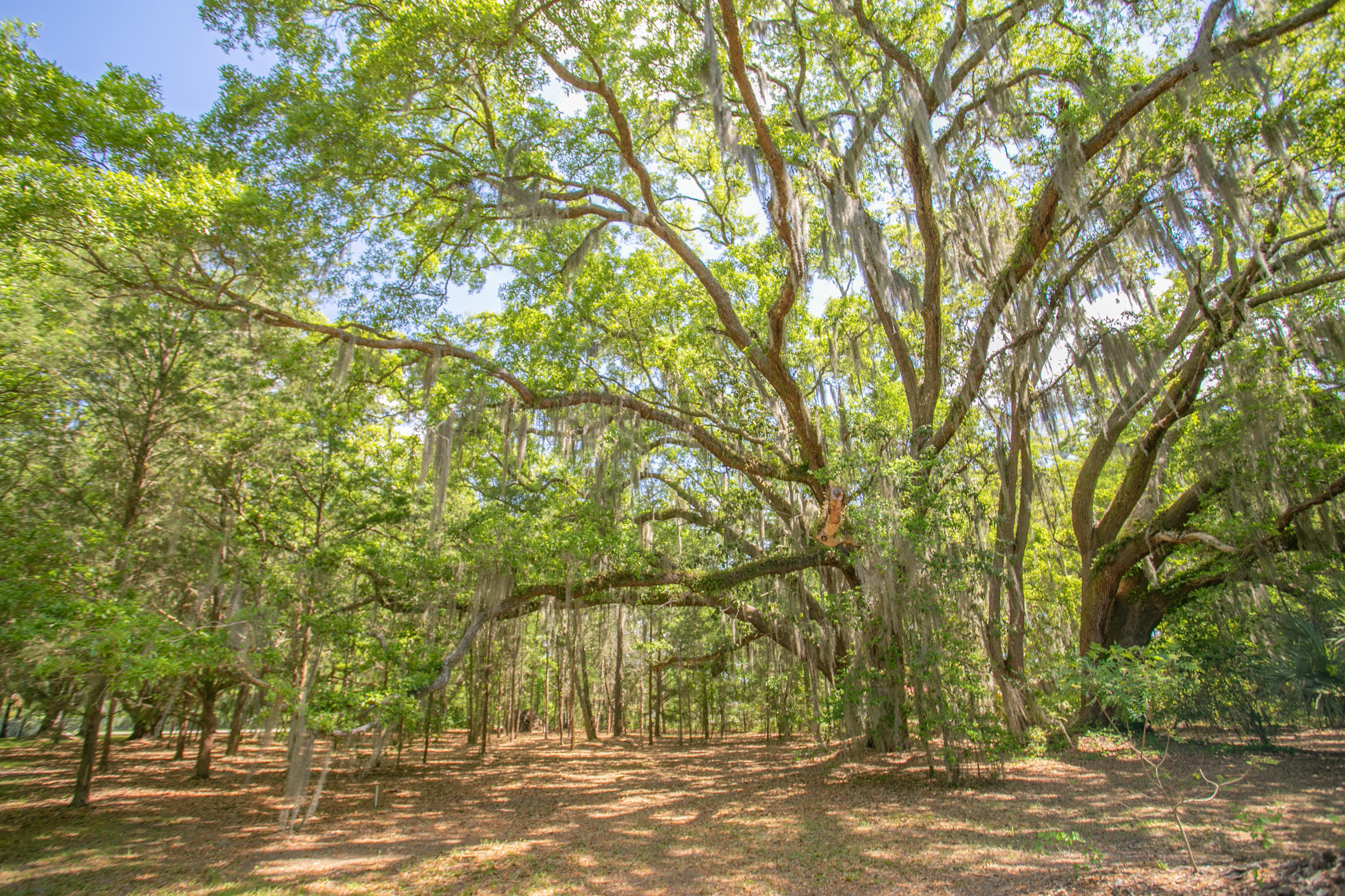 2718 Starratt Road Jacksonville, FL 32226 - Photo 83 of 83 2718 Starratt Rd (83)
