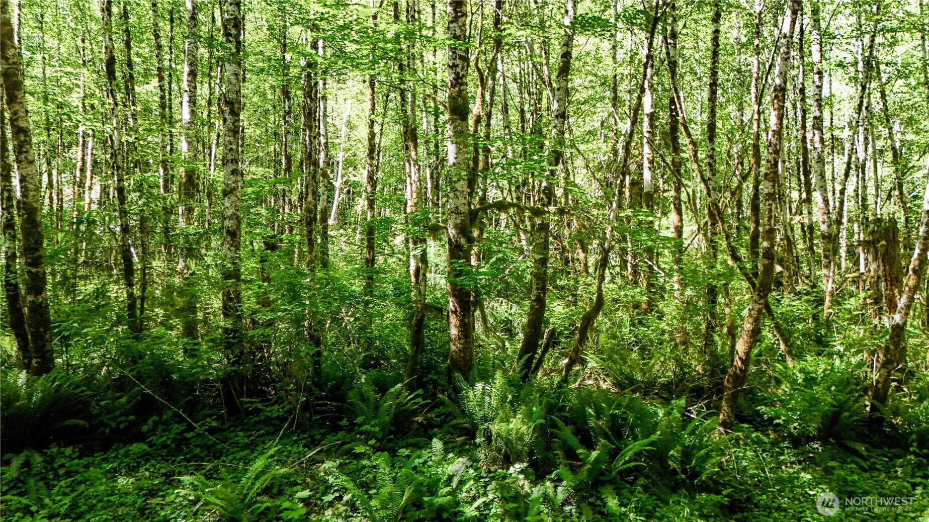 a view of a lush green forest